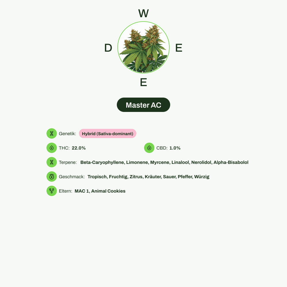 Infografik über THC-Gehalt, CBD-Gehalt, Terpene, Wirkungen, Geschmack von Master AC