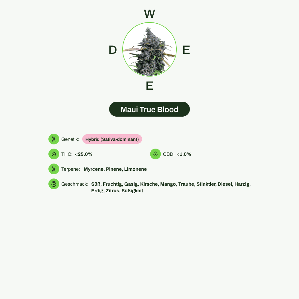 Infografik über THC-Gehalt, CBD-Gehalt, Terpene, Wirkungen, Geschmack von Maui True Blood
