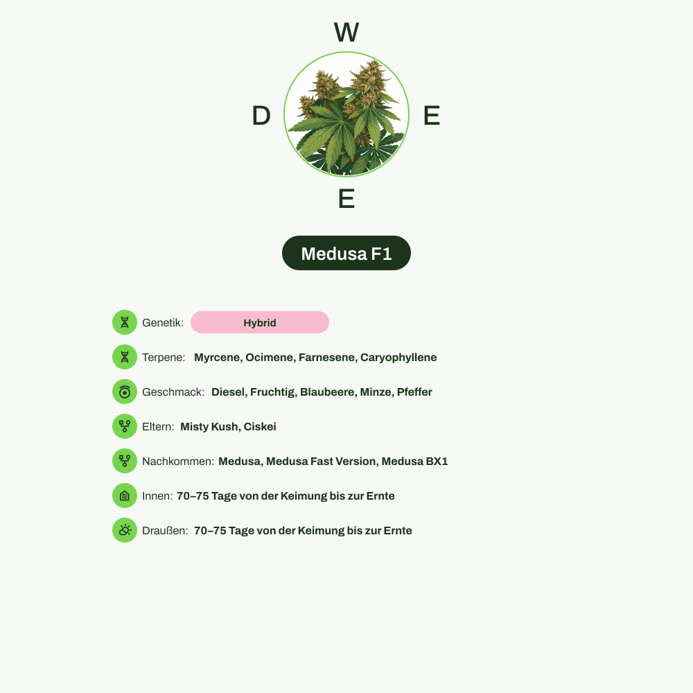 Infografik über THC-Gehalt, CBD-Gehalt, Terpene, Wirkungen, Geschmack von Medusa F1