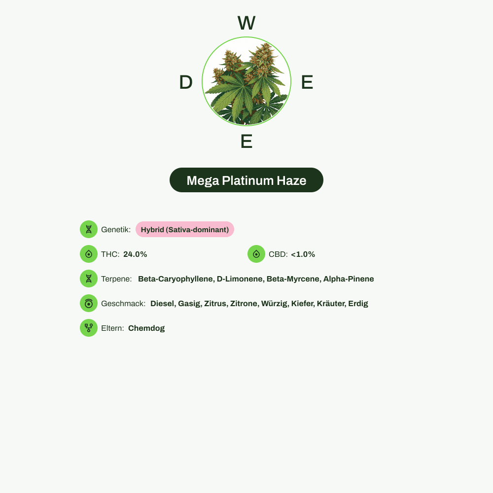Infografik über THC-Gehalt, CBD-Gehalt, Terpene, Wirkungen, Geschmack von Mega Platinum Haze