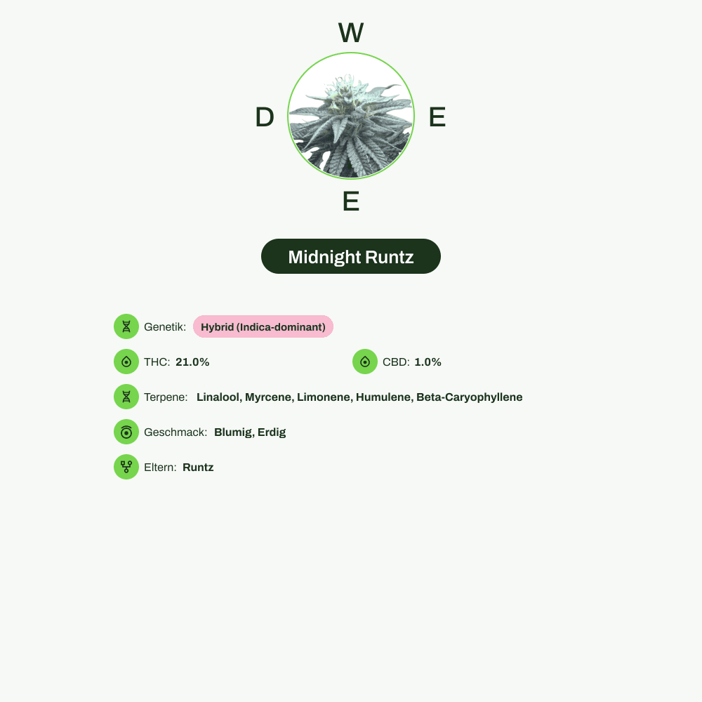 Infografik über THC-Gehalt, CBD-Gehalt, Terpene, Wirkungen, Geschmack von Midnight Runtz