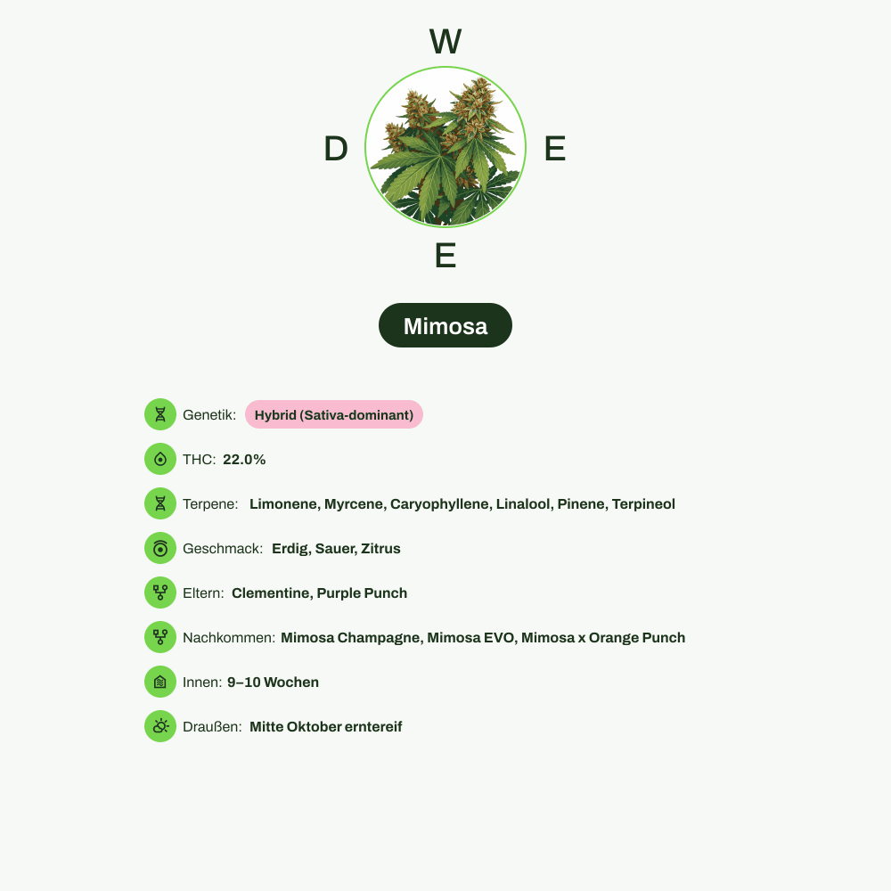 Infografik über THC-Gehalt, CBD-Gehalt, Terpene, Wirkungen, Geschmack von Mimosa