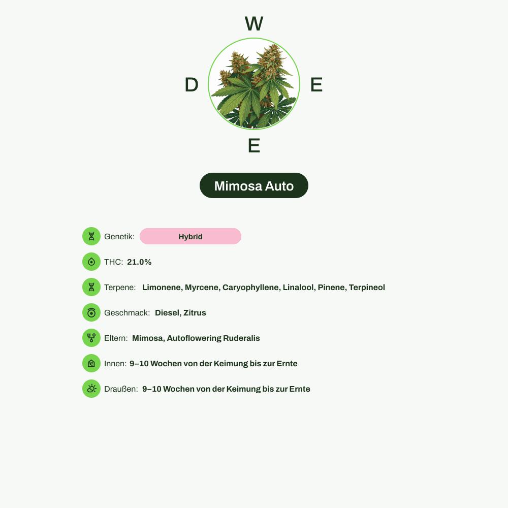 Infografik über THC-Gehalt, CBD-Gehalt, Terpene, Wirkungen, Geschmack von Mimosa Auto