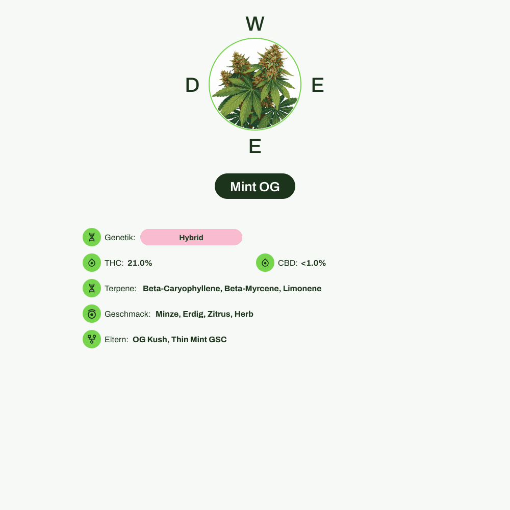 Infografik über THC-Gehalt, CBD-Gehalt, Terpene, Wirkungen, Geschmack von Mint OG