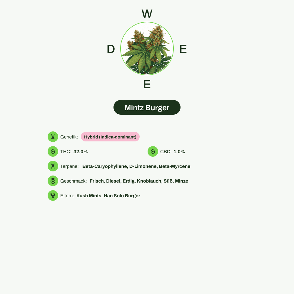 Infografik über THC-Gehalt, CBD-Gehalt, Terpene, Wirkungen, Geschmack von Mintz Burger