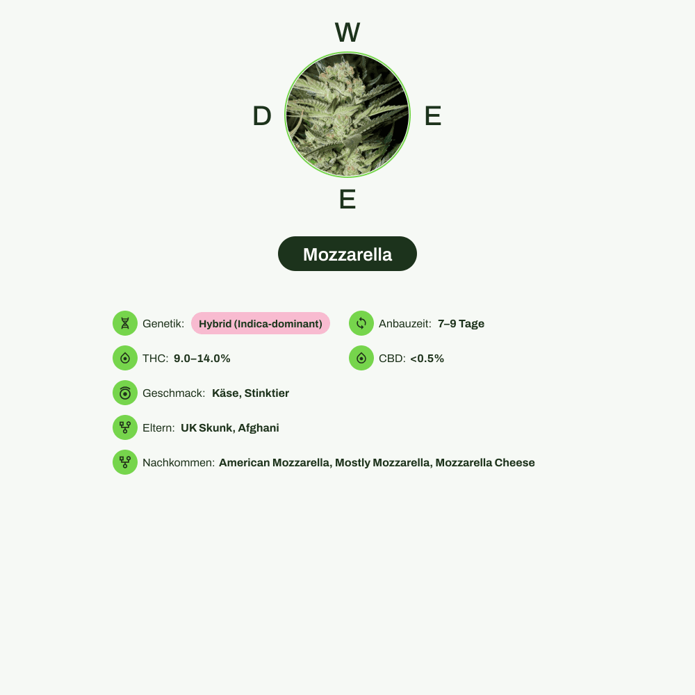 Infografik über THC-Gehalt, CBD-Gehalt, Wirkungen, Geschmack von Mozzarella