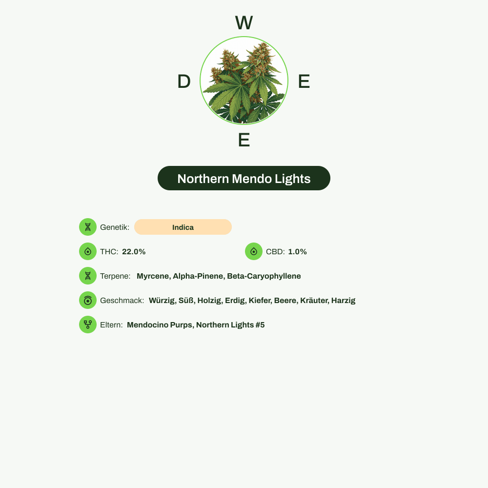 Infografik über THC-Gehalt, CBD-Gehalt, Terpene, Wirkungen, Geschmack von Northern Mendo Lights