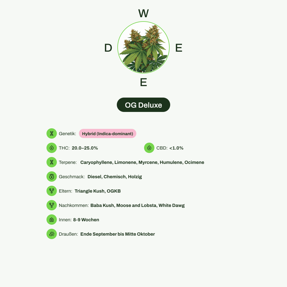 Infografik über THC-Gehalt, CBD-Gehalt, Terpene, Wirkungen, Geschmack von OG Deluxe