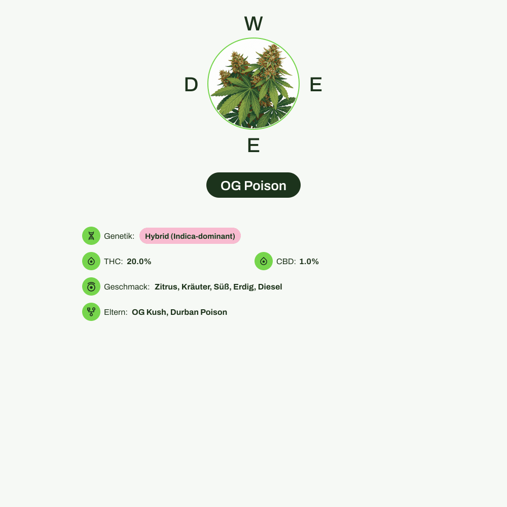 Infografik über THC-Gehalt, CBD-Gehalt, Wirkungen, Geschmack von OG Poison