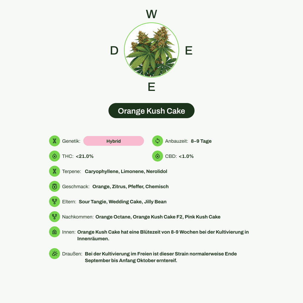 Infografik über THC-Gehalt, CBD-Gehalt, Terpene, Wirkungen, Geschmack von Orange Kush Cake