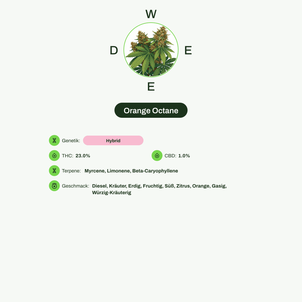 Infografik über THC-Gehalt, CBD-Gehalt, Terpene, Wirkungen, Geschmack von Orange Octane