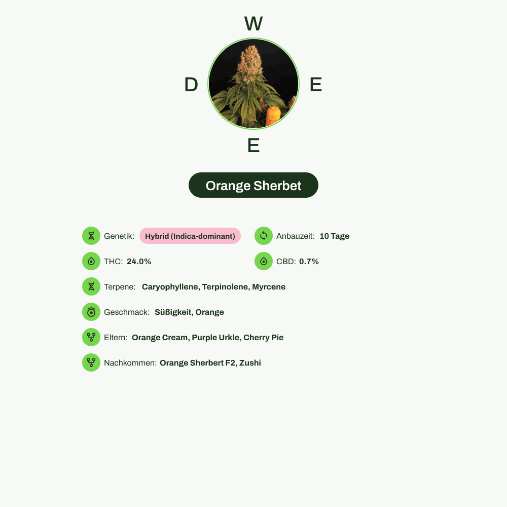 Infografik über THC-Gehalt, CBD-Gehalt, Terpene, Wirkungen, Geschmack von Orange Sherbet