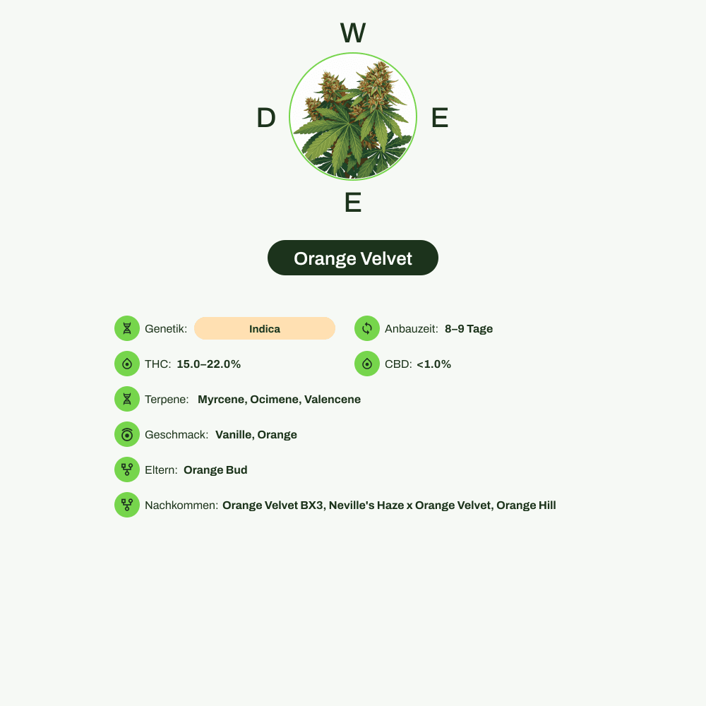 Infografik über THC-Gehalt, CBD-Gehalt, Terpene, Wirkungen, Geschmack von Orange Velvet