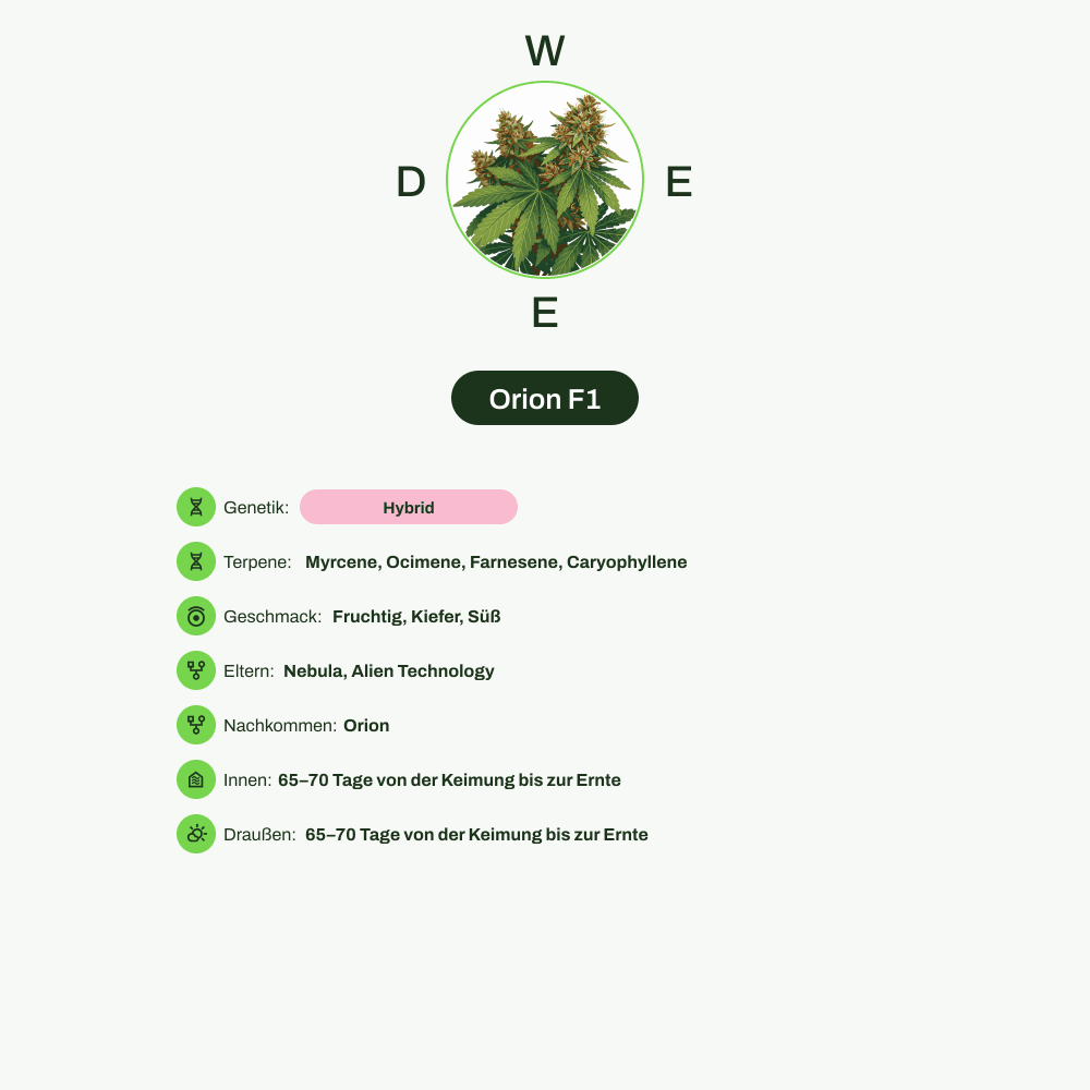 Infografik über THC-Gehalt, CBD-Gehalt, Terpene, Wirkungen, Geschmack von Orion F1