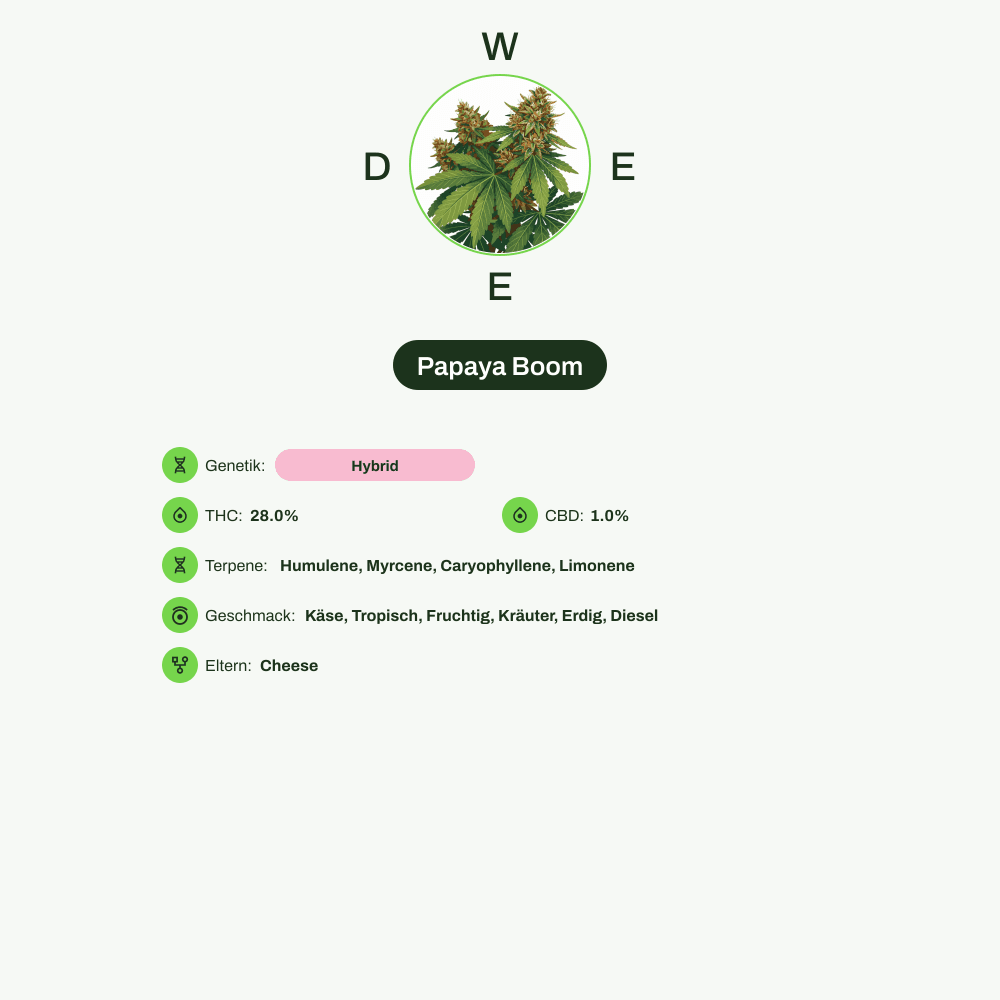 Infografik über THC-Gehalt, CBD-Gehalt, Terpene, Wirkungen, Geschmack von Papaya Boom