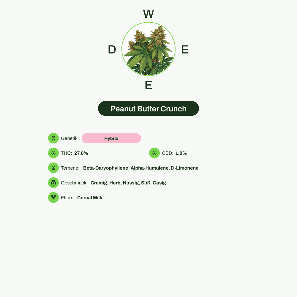 Infografik über THC-Gehalt, CBD-Gehalt, Terpene, Wirkungen, Geschmack von Peanut Butter Crunch