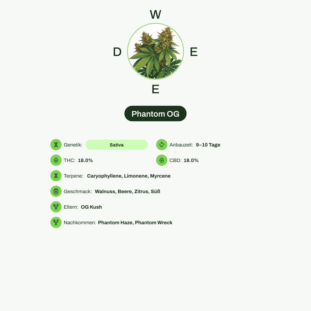 Infografik über THC-Gehalt, CBD-Gehalt, Terpene, Wirkungen, Geschmack von Phantom OG