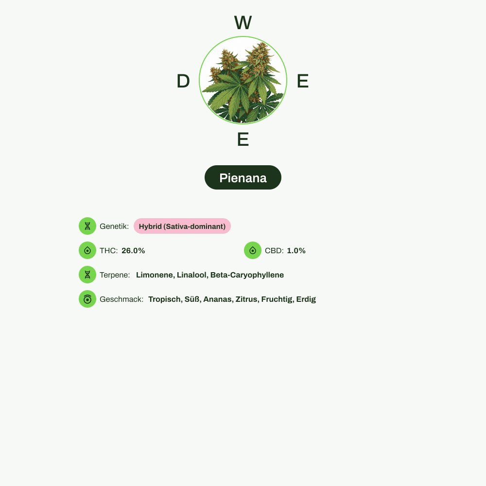 Infografik über THC-Gehalt, CBD-Gehalt, Terpene, Wirkungen, Geschmack von Pienana