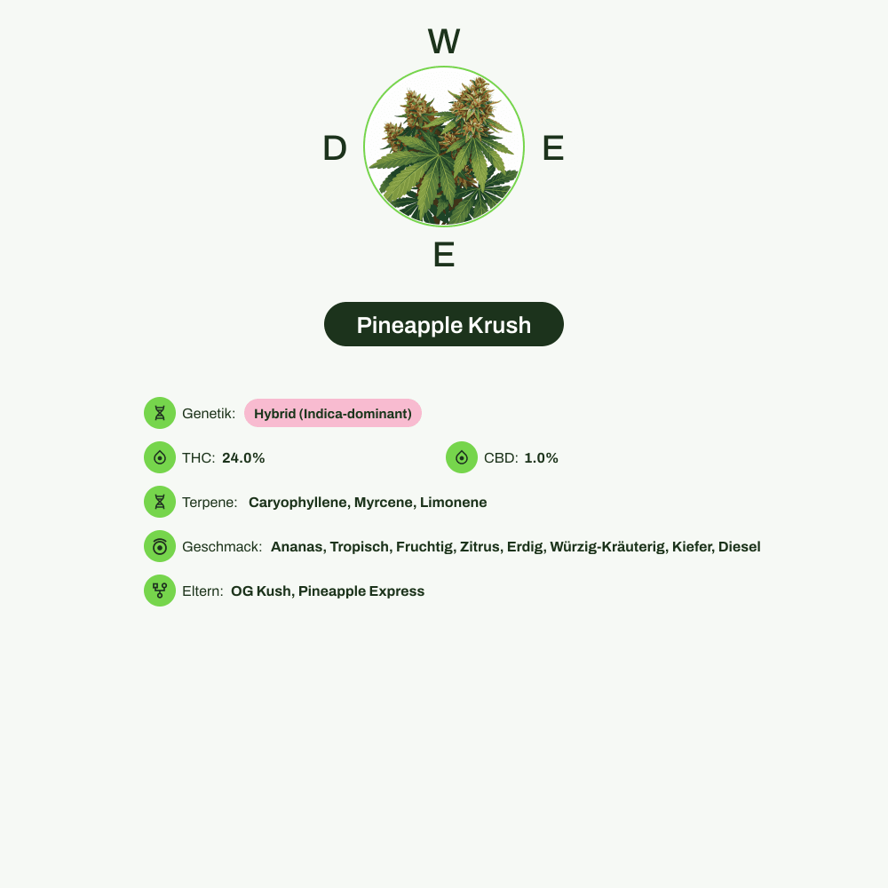Infografik über THC-Gehalt, CBD-Gehalt, Terpene, Wirkungen, Geschmack von Pineapple Krush