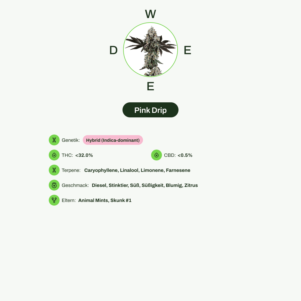 Infografik über THC-Gehalt, CBD-Gehalt, Terpene, Wirkungen, Geschmack von Pink Drip