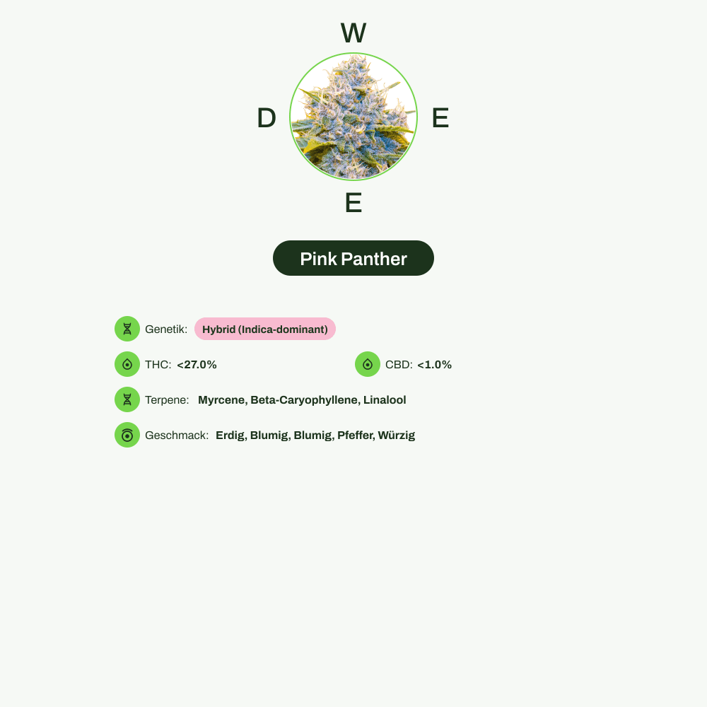 Infografik über THC-Gehalt, CBD-Gehalt, Terpene, Wirkungen, Geschmack von Pink Panther