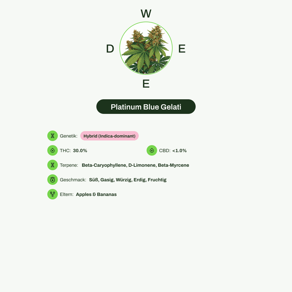 Infografik über THC-Gehalt, CBD-Gehalt, Terpene, Wirkungen, Geschmack von Platinum Blue Gelati