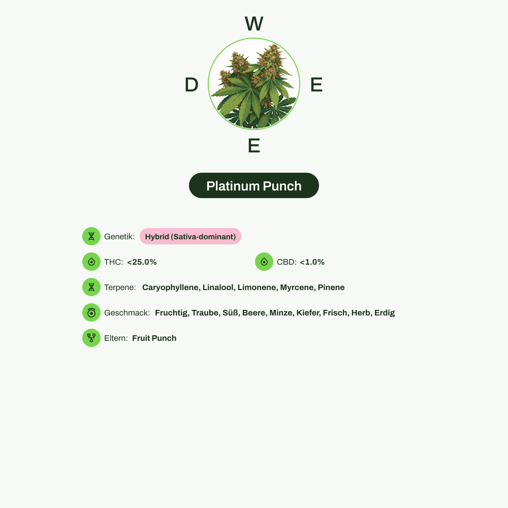Infografik über THC-Gehalt, CBD-Gehalt, Terpene, Wirkungen, Geschmack von Platinum Punch
