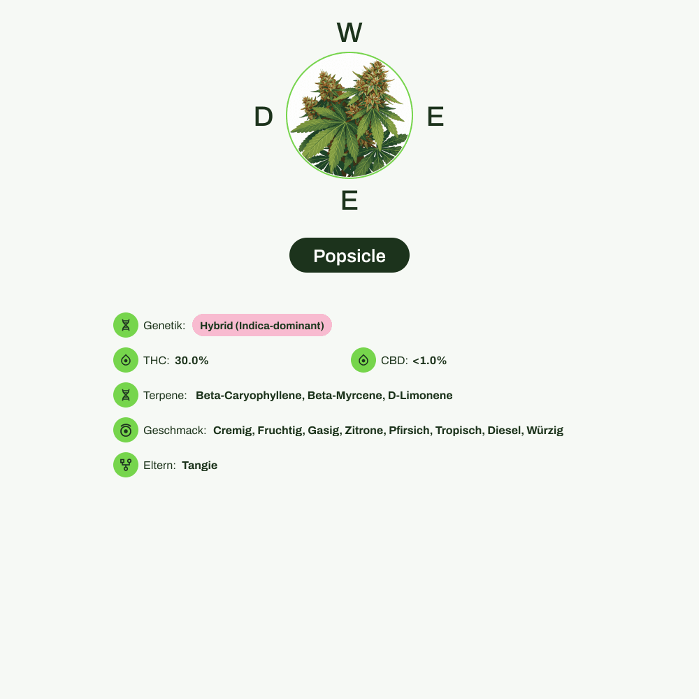 Infografik über THC-Gehalt, CBD-Gehalt, Terpene, Wirkungen, Geschmack von Popsicle