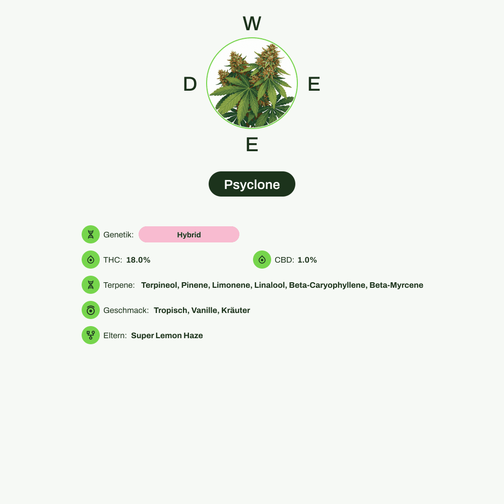 Infografik über THC-Gehalt, CBD-Gehalt, Terpene, Wirkungen, Geschmack von Psyclone
