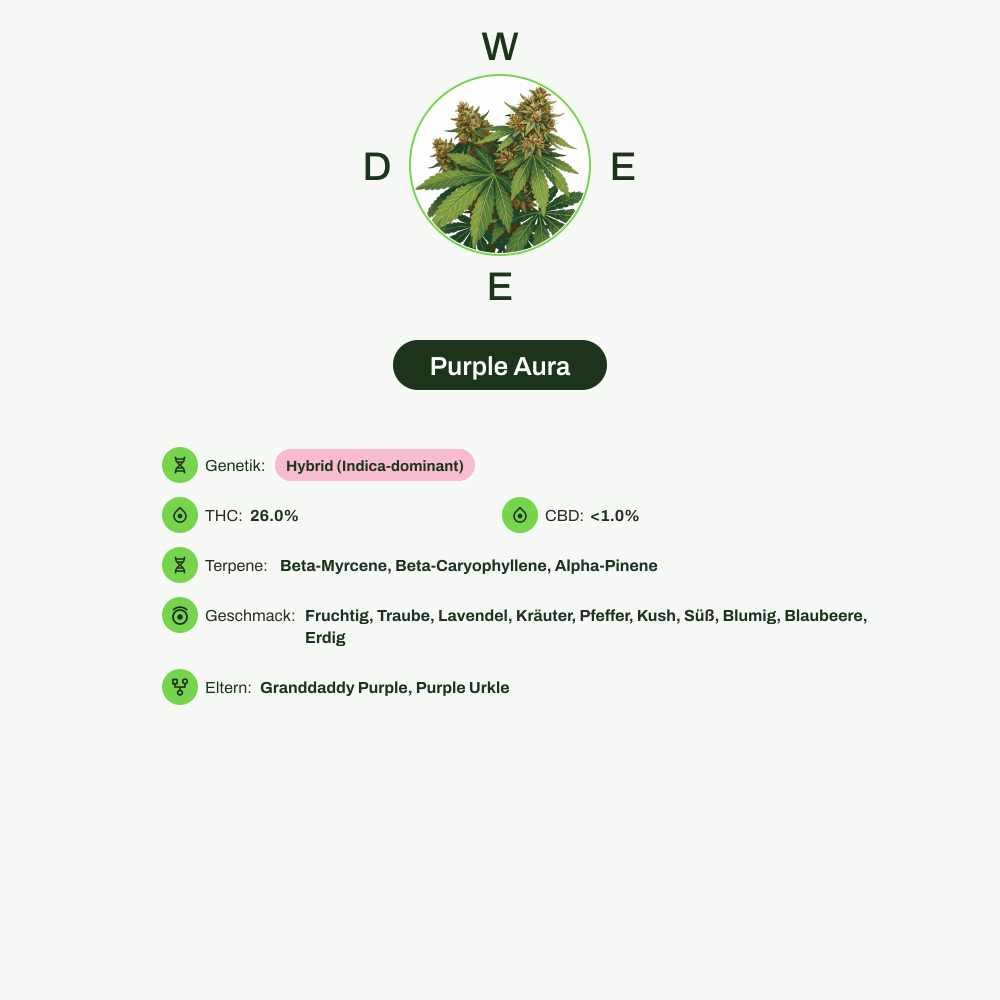 Infografik über THC-Gehalt, CBD-Gehalt, Terpene, Wirkungen, Geschmack von Purple Aura