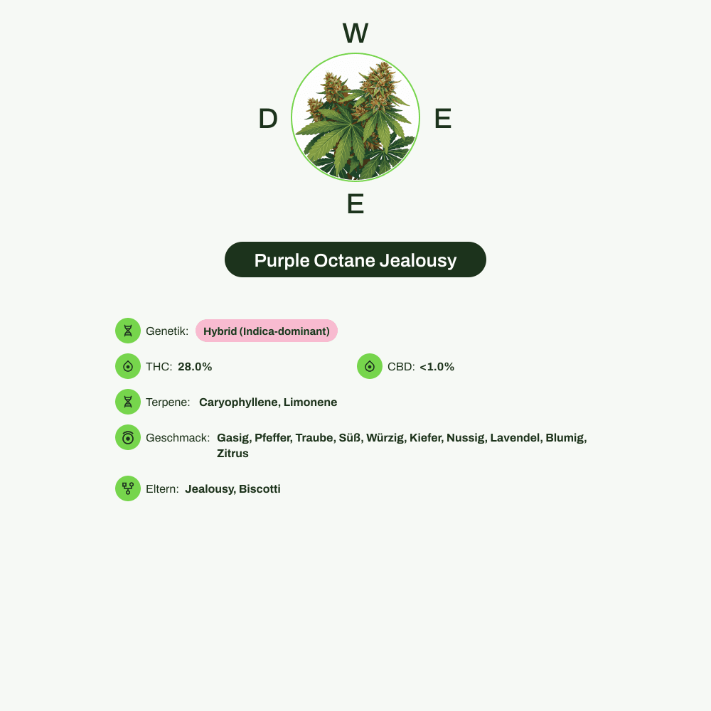 Infografik über THC-Gehalt, CBD-Gehalt, Terpene, Wirkungen, Geschmack von Purple Octane Jealousy