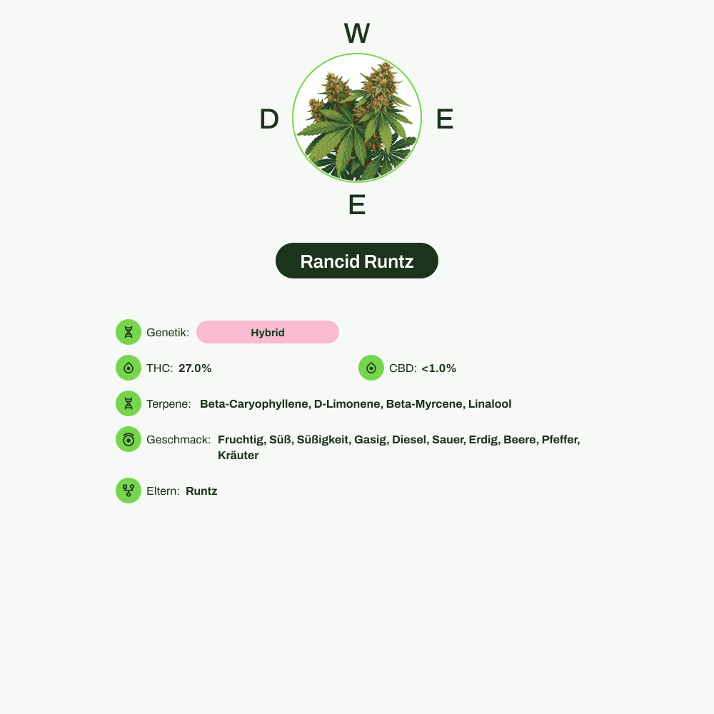 Infografik über THC-Gehalt, CBD-Gehalt, Terpene, Wirkungen, Geschmack von Rancid Runtz