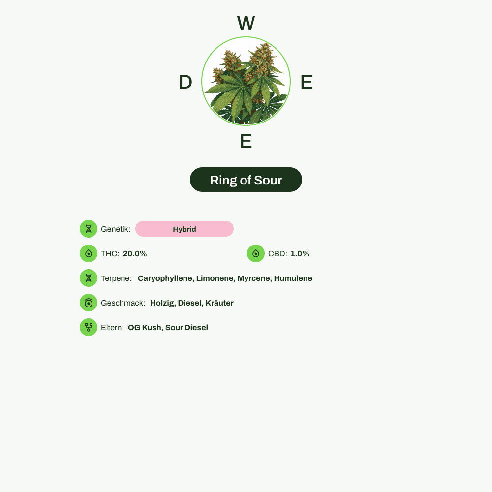 Infografik über THC-Gehalt, CBD-Gehalt, Terpene, Wirkungen, Geschmack von Ring of Sour