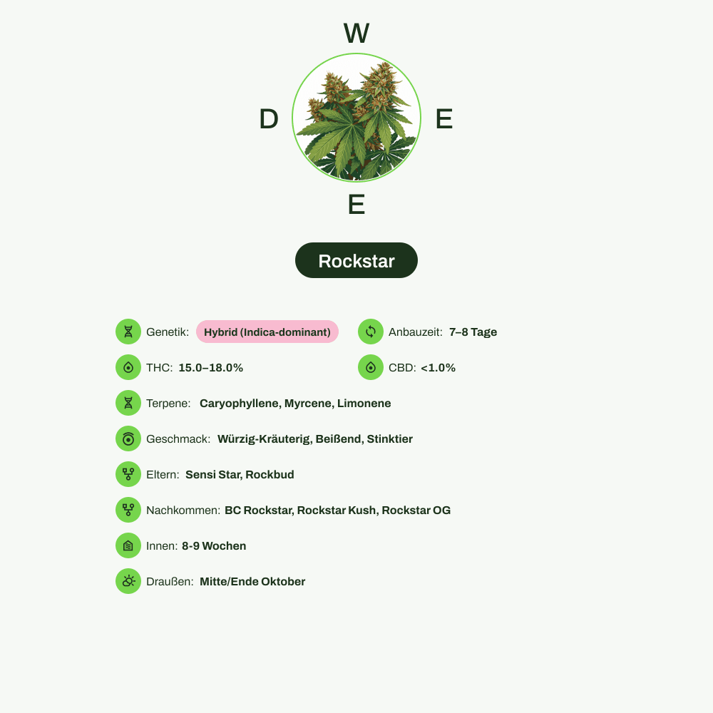Infografik über THC-Gehalt, CBD-Gehalt, Terpene, Wirkungen, Geschmack von Rockstar