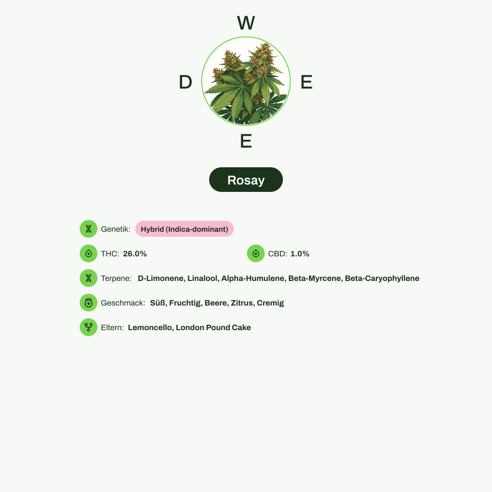 Infografik über THC-Gehalt, CBD-Gehalt, Terpene, Wirkungen, Geschmack von Rosay