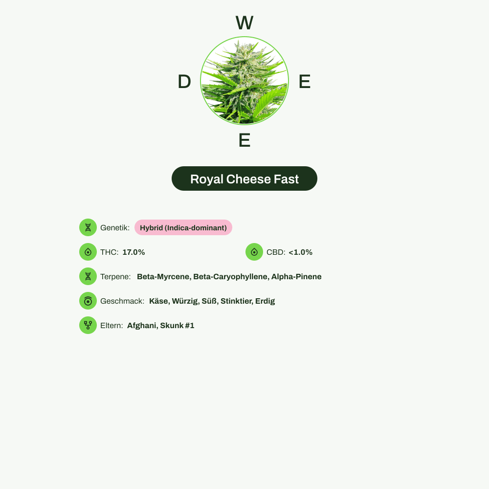 Infografik über THC-Gehalt, CBD-Gehalt, Terpene, Wirkungen, Geschmack von Royal Cheese Fast