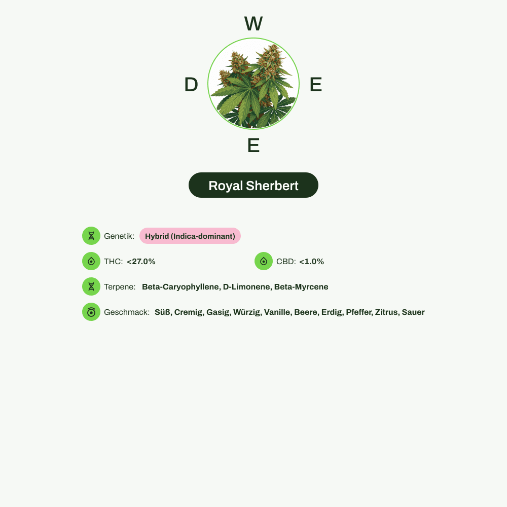 Infografik über THC-Gehalt, CBD-Gehalt, Terpene, Wirkungen, Geschmack von Royal Sherbert