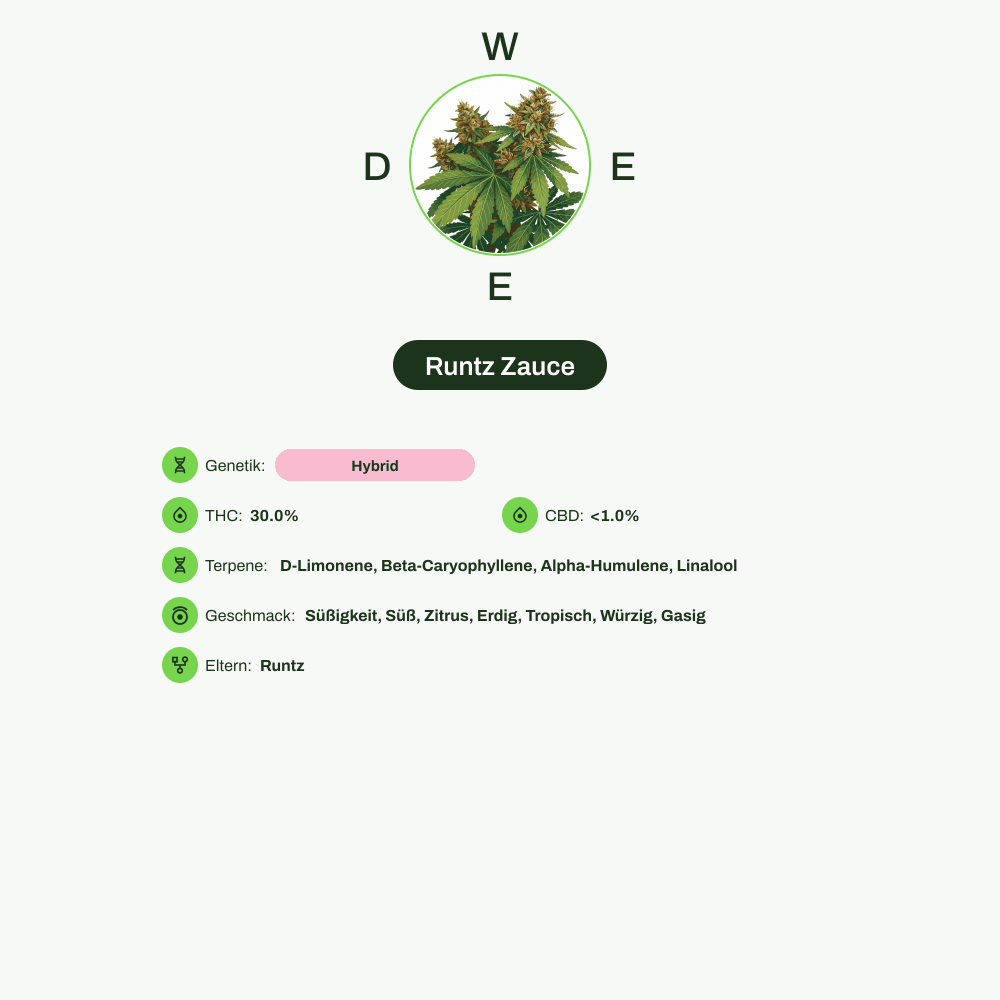 Infografik über THC-Gehalt, CBD-Gehalt, Terpene, Wirkungen, Geschmack von Runtz Zauce