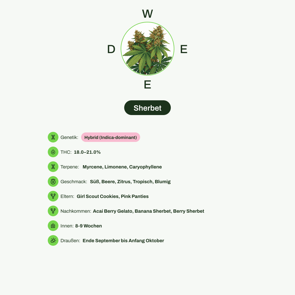 Infografik über THC-Gehalt, CBD-Gehalt, Terpene, Wirkungen, Geschmack von Sherbet