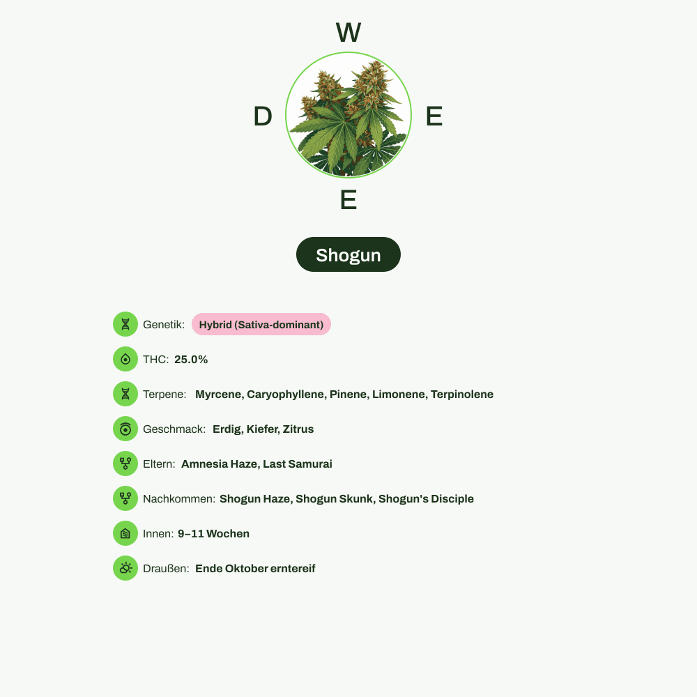 Infografik über THC-Gehalt, CBD-Gehalt, Terpene, Wirkungen, Geschmack von Shogun