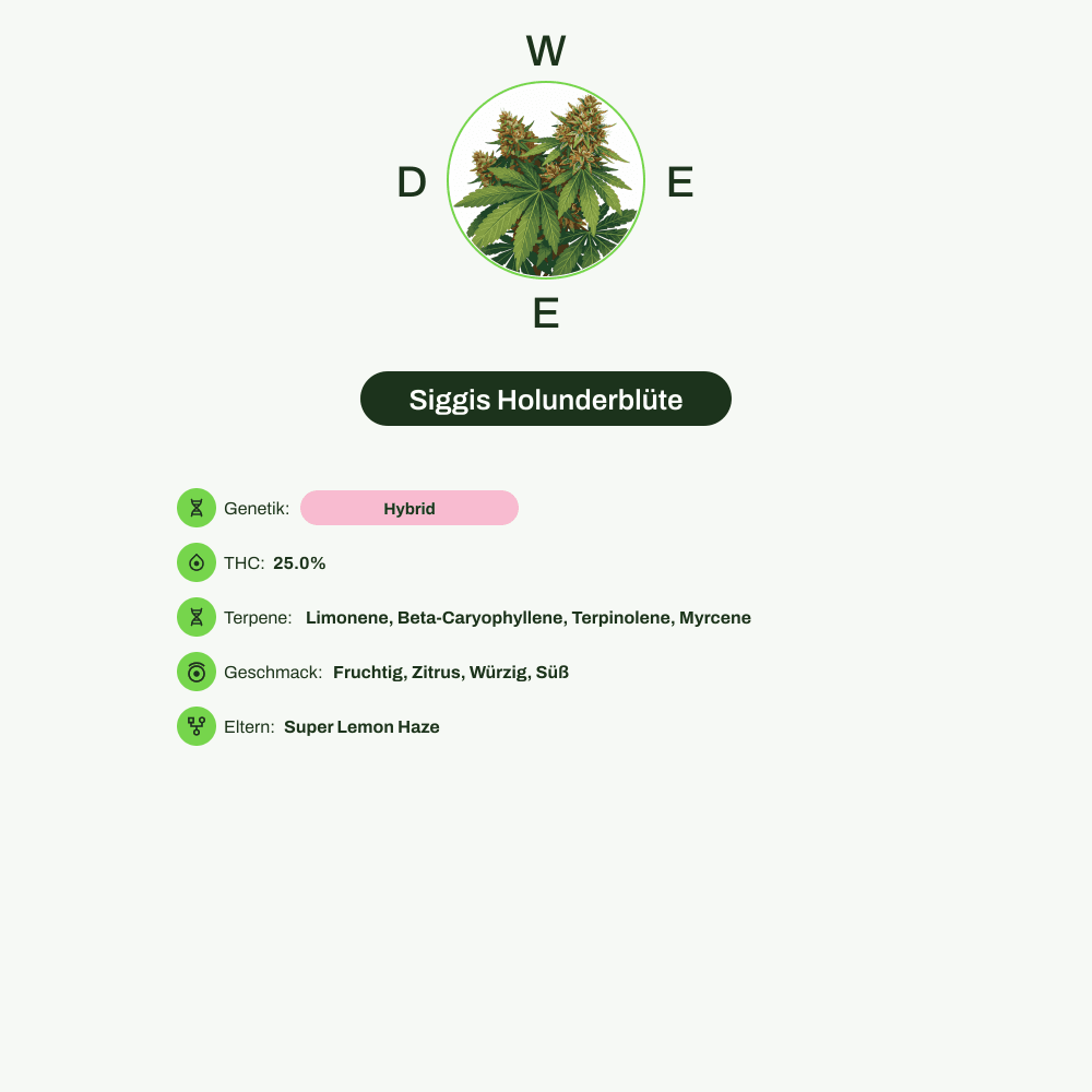 Infografik über THC-Gehalt, CBD-Gehalt, Terpene, Wirkungen, Geschmack von Siggis Holunderblüte