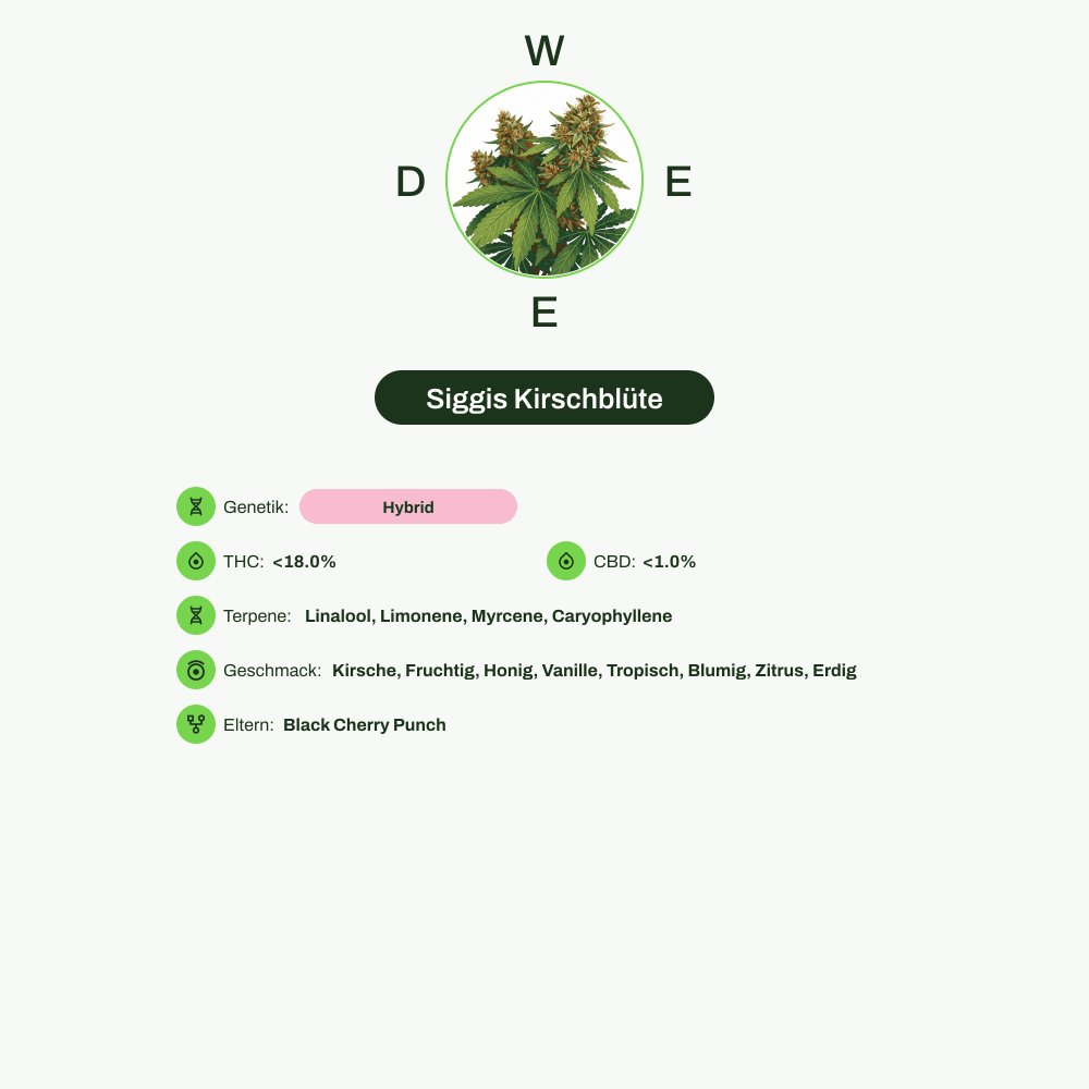 Infografik über THC-Gehalt, CBD-Gehalt, Terpene, Wirkungen, Geschmack von Siggis Kirschblüte