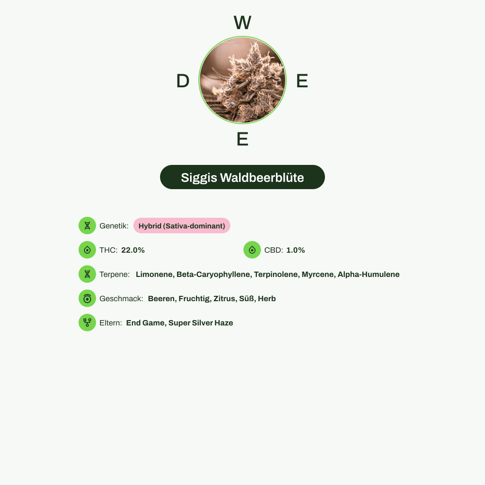 Infografik über THC-Gehalt, CBD-Gehalt, Terpene, Wirkungen, Geschmack von Siggis Waldbeerblüte