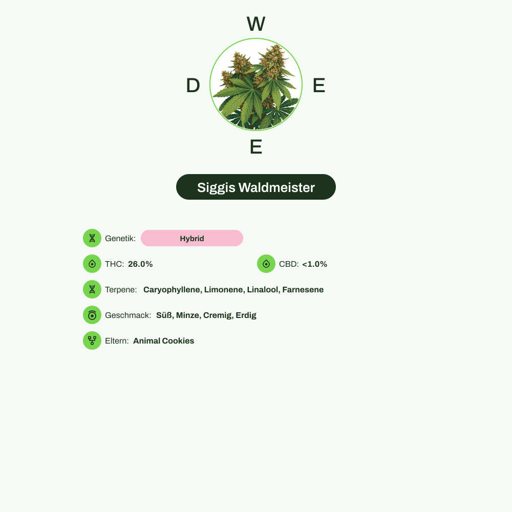 Infografik über THC-Gehalt, CBD-Gehalt, Terpene, Wirkungen, Geschmack von Siggis Waldmeister