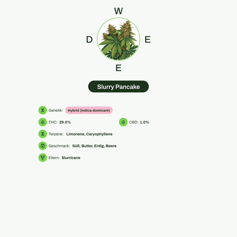 Infografik über THC-Gehalt, CBD-Gehalt, Terpene, Wirkungen, Geschmack von Slurry Pancake
