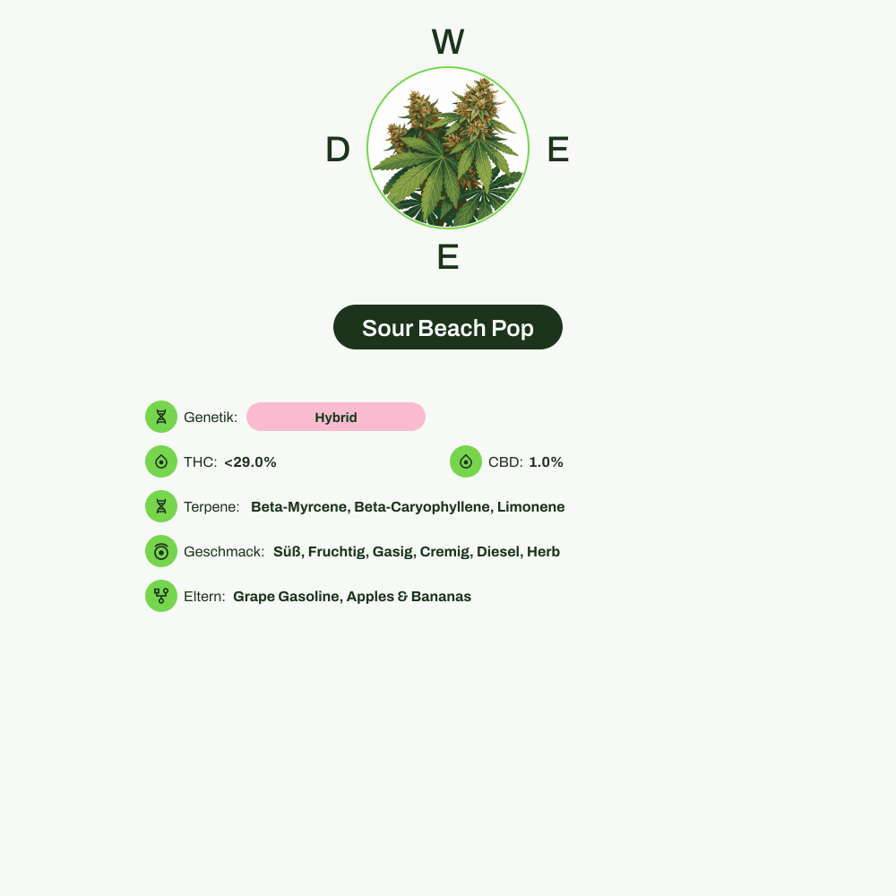 Infografik über THC-Gehalt, CBD-Gehalt, Terpene, Wirkungen, Geschmack von Sour Beach Pop