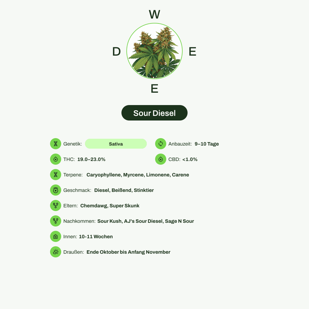 Infografik über THC-Gehalt, CBD-Gehalt, Terpene, Wirkungen, Geschmack von Sour Diesel