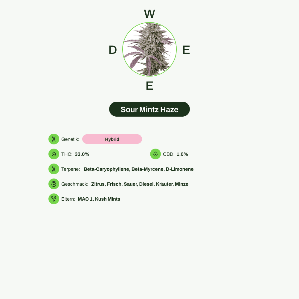 Infografik über THC-Gehalt, CBD-Gehalt, Terpene, Wirkungen, Geschmack von Sour Mintz Haze