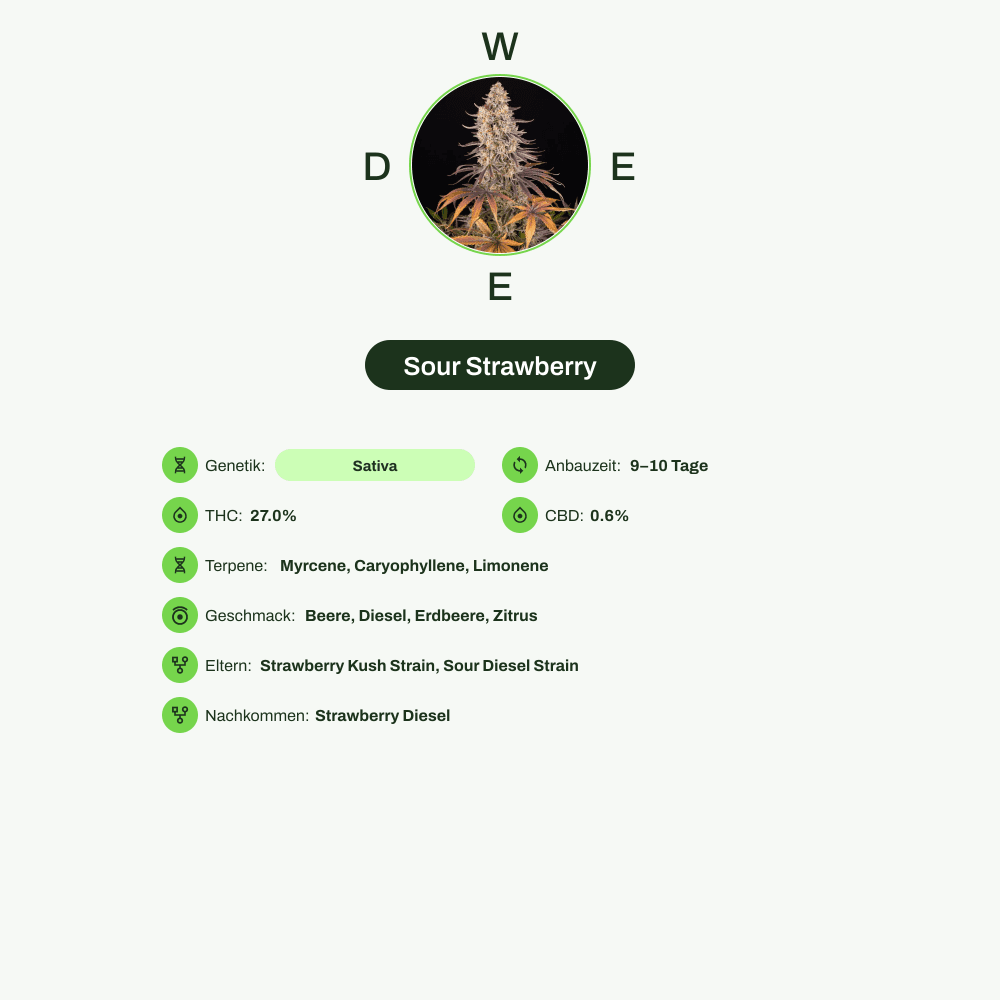 Infografik über THC-Gehalt, CBD-Gehalt, Terpene, Wirkungen, Geschmack von Sour Strawberry
