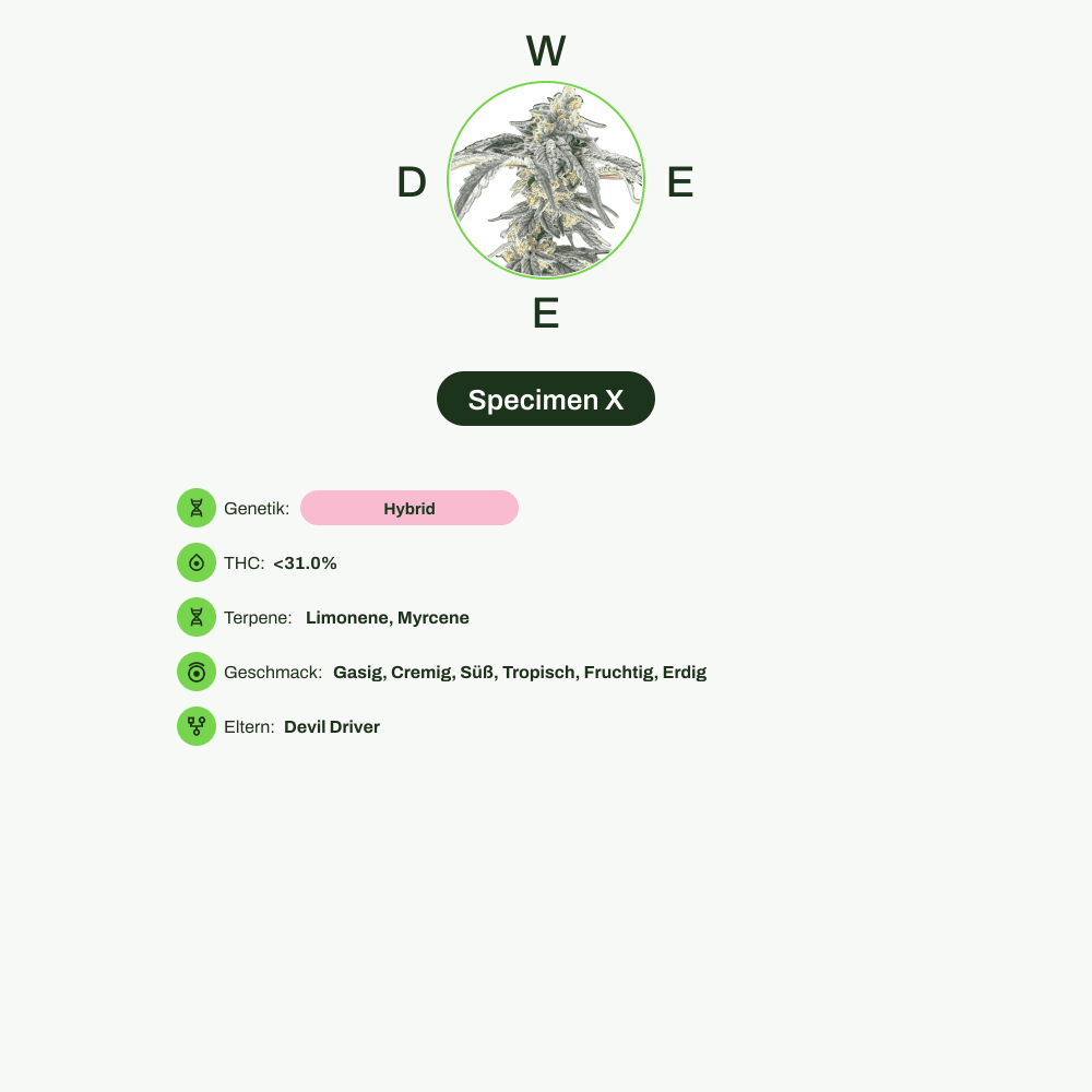 Infografik über THC-Gehalt, CBD-Gehalt, Terpene, Wirkungen, Geschmack von Specimen X